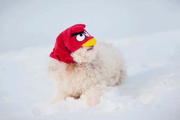 Funny dog in angry bird mask