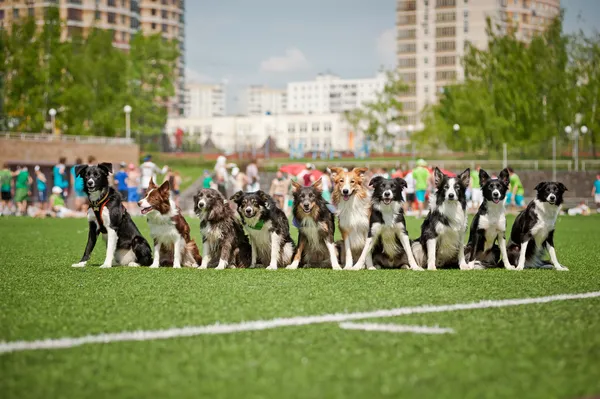 Many border collie dogs together