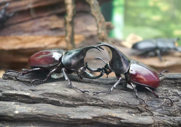Male and female stag beetles