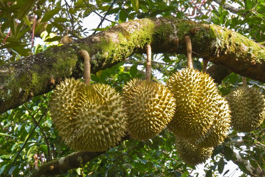 Resultado de imagen de durian arbol
