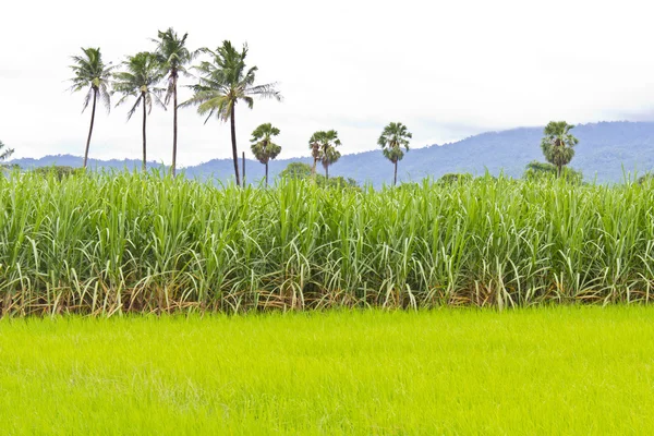 Sugarcane field and rice field