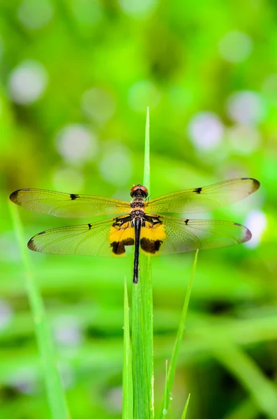 Dragonfly with black and yellow markings on its wings