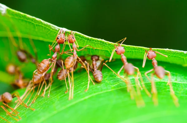Weaver Ants or Green Ants (Oecophylla smaragdina)