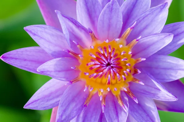 Close up top of Purple Lotus ( Nymphaea Nouchali )