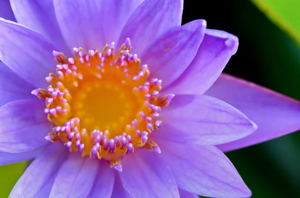 Close up top of Purple Lotus ( Nymphaea Nouchali )