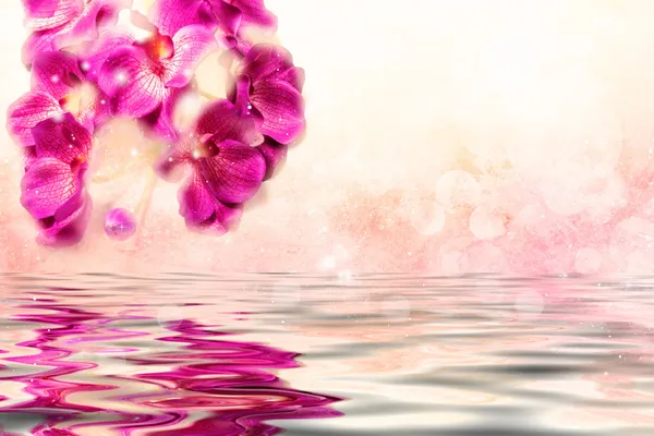 Purple orchids over the water on a soft pink background