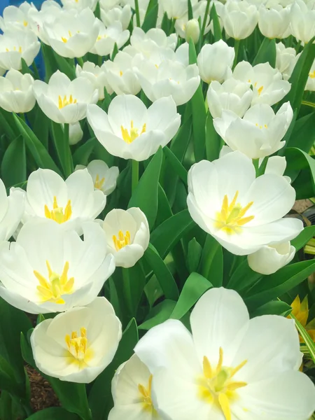 Beautyful white color Tulips