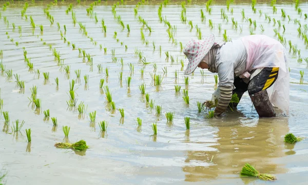 Farmer transplant rice seedlings in rice field