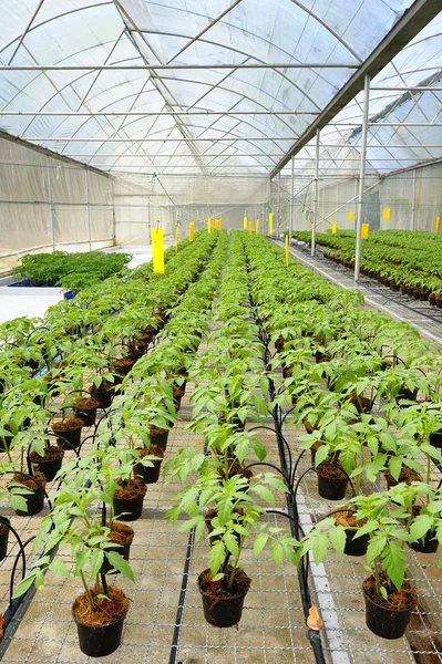 Tomato cultivation : cultured seedlings