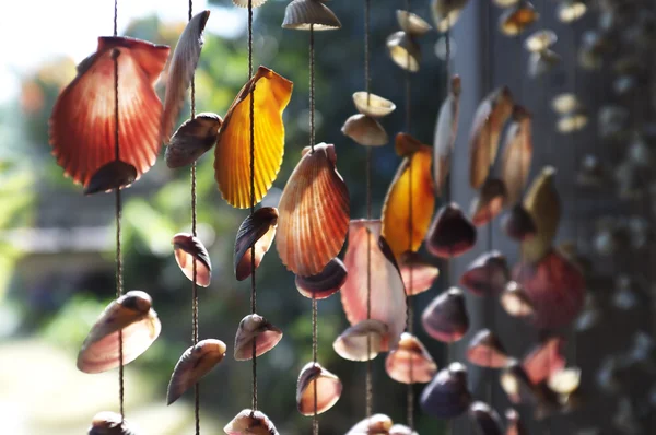 Shells hanging windows.