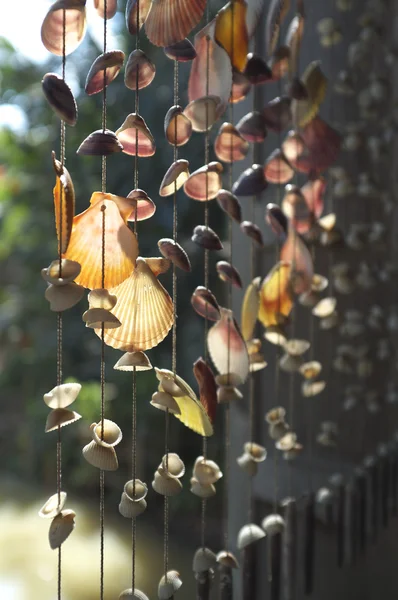 Shells hanging windows.