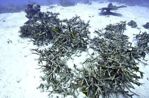 Dead coral reef killed by rising sea temperatures, pollution and tourism
