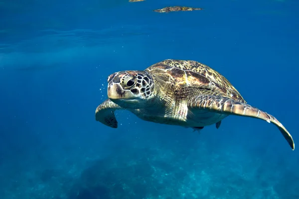Green turtle at sea surface, Similan, Thailand
