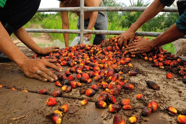 Fresh palm oil fruit from truck.