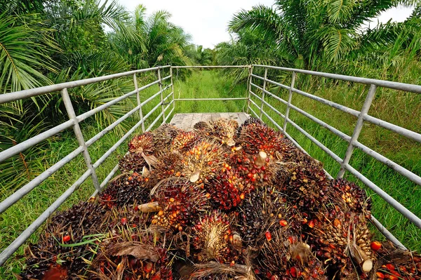 Fresh palm oil fruit from truck.