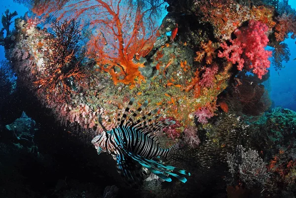 Red Lionfish of the family Scorpaenidae hovering over soft coral patch in the Andaman Sea, Thailand.