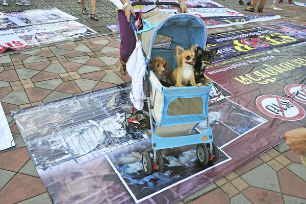 BANGKOK, THAILAND APRIL 9:Organized rally protect of dog eating