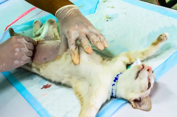 Preparations for the surgical sterilization of cat