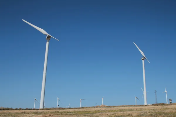 Field of single blade wind turbines