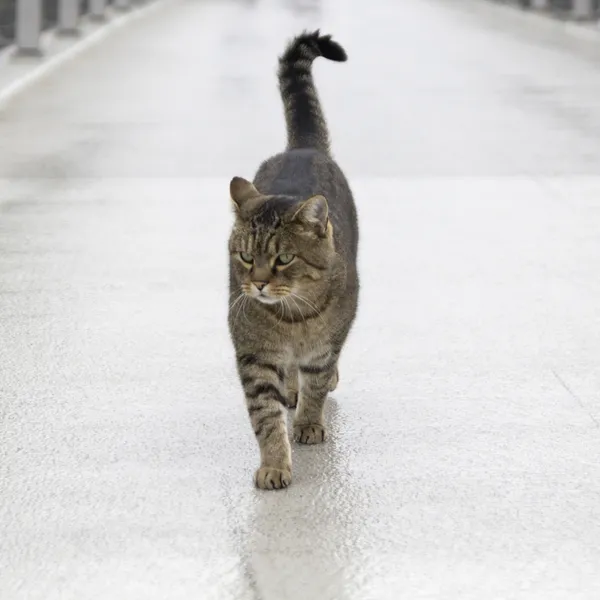 Cat walking toward you