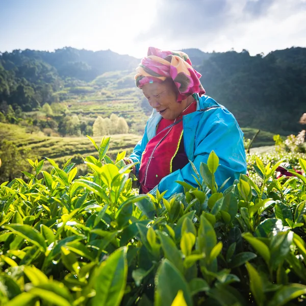 Tea workers from Thailand break tea leaves