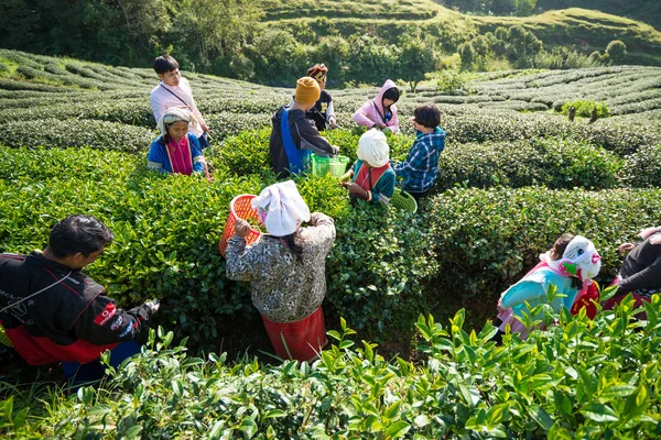 Tea workers from Thailand break tea leaves on tea plantation