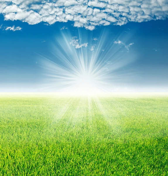 Spring landscape, green grass under the rays of the rising sun