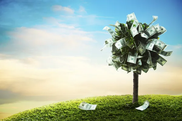 Concept, money tree on grass