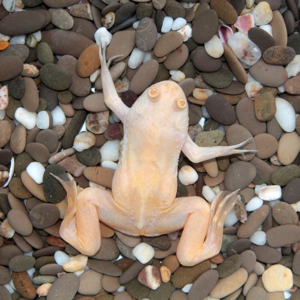 Xenopus laevis (African clawed frog)