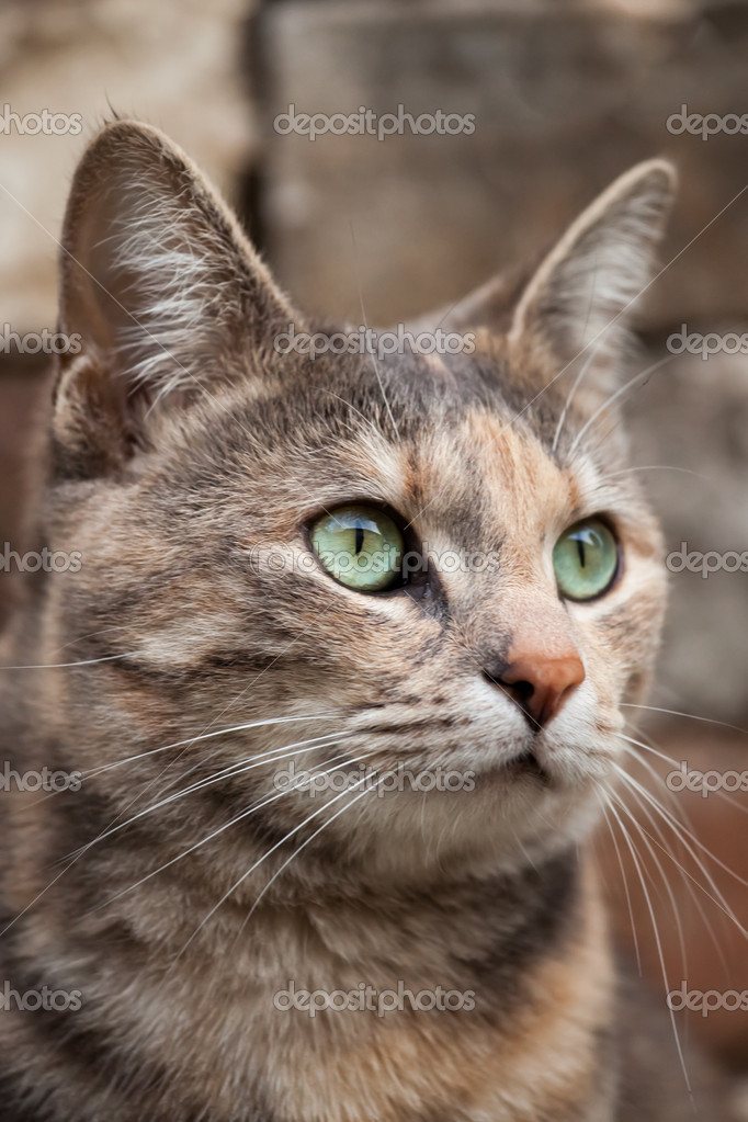 Alert TortoiseshellTabby Cat — Stock Photo © sjallenphoto 13118935