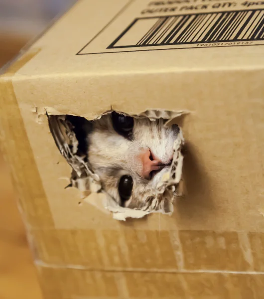 Cat Looking Through a Hole in Cardboard Box