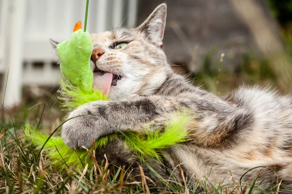 Tabby Cat Licking a Cat Toy