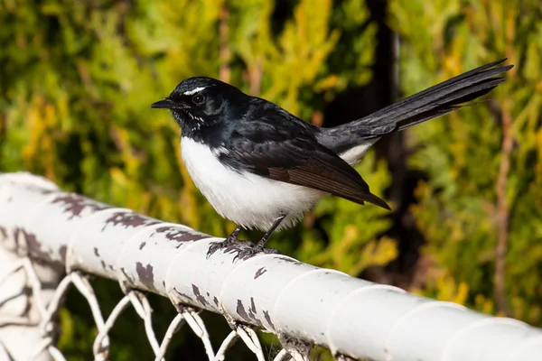 Willie Wagtail Bird on a White Fence