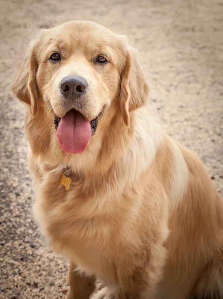 Golden Retriever Dog Sitting on a Path with Tongue Out