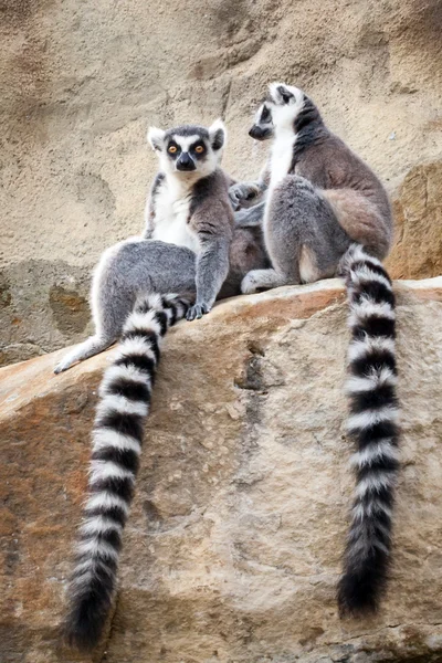 Two Ring-tailed Lemurs Relaxing on a Rockface