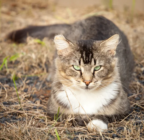 Brown Tawny Tabby Cat Sitting on Dry Grass