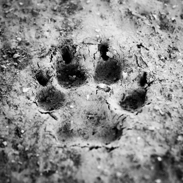 Spooky Dog Print in Wet Mud (Monochrome)