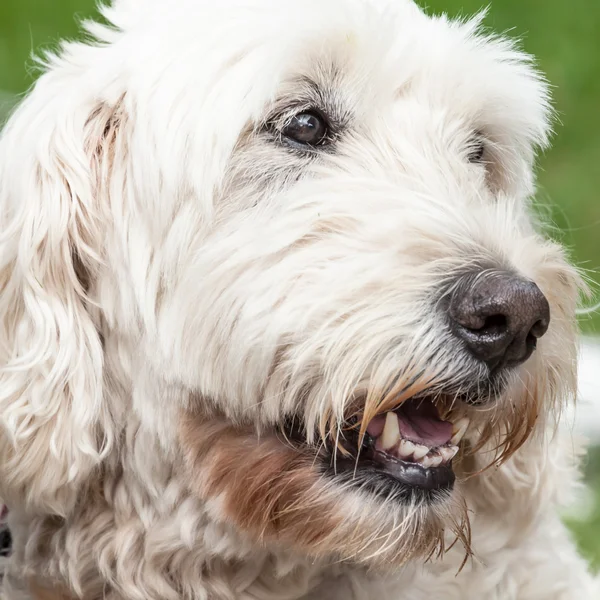 Close Up of the Head of a Soft Coated Wheaten Terrier