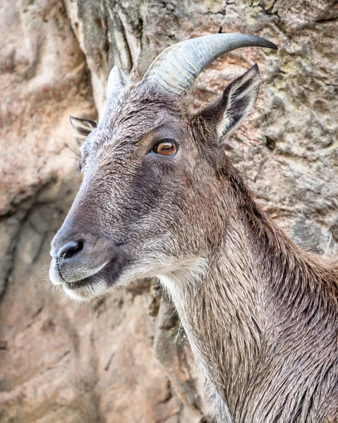 Himalayan tahr on Rock Face Looking Surprised
