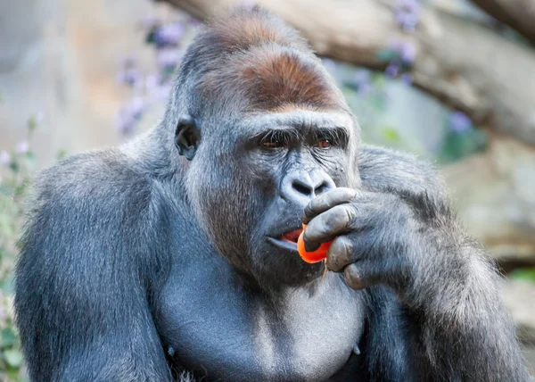 Male Western Gorilla Thoughtfully Eating a Red Tomato