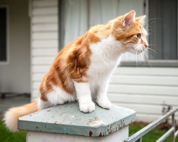 Cute Young Ginger and White Tabby Cat Perched on Pillar