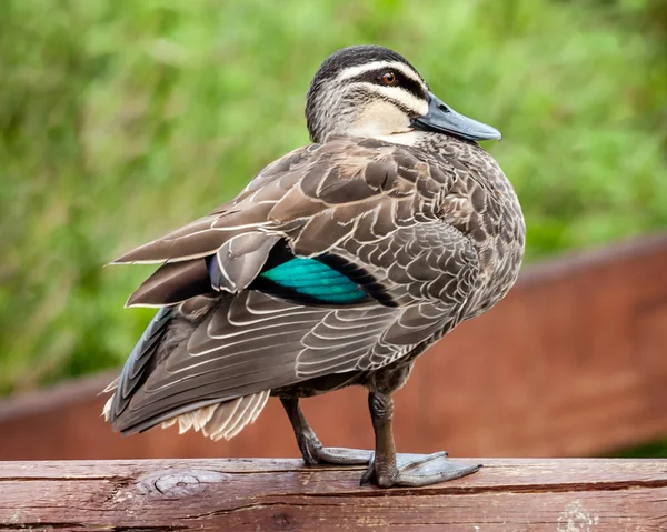 Pacific Black Duck (Anas superciliosa rogersi) Showing Turquoise