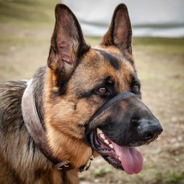 Large German Shepherd Dog with Collar and Head Halter