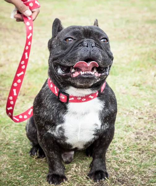 Dark Brindle French Bulldog with Red Generic Leash