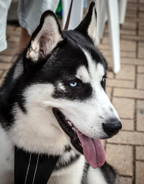 Black and White Siberian Husky Dog with Blue Eyes