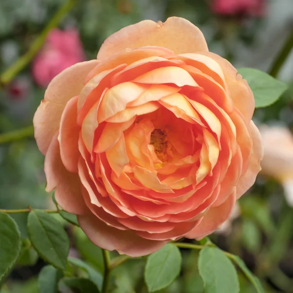 Orange Pink Peach Lady of Shalott David Austin Rose Flower