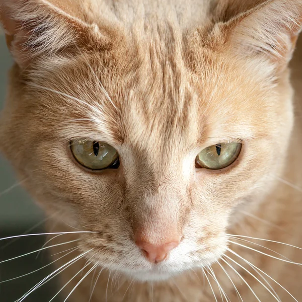 Head of Ginger Tabby Cat with Green Yellow Eyes