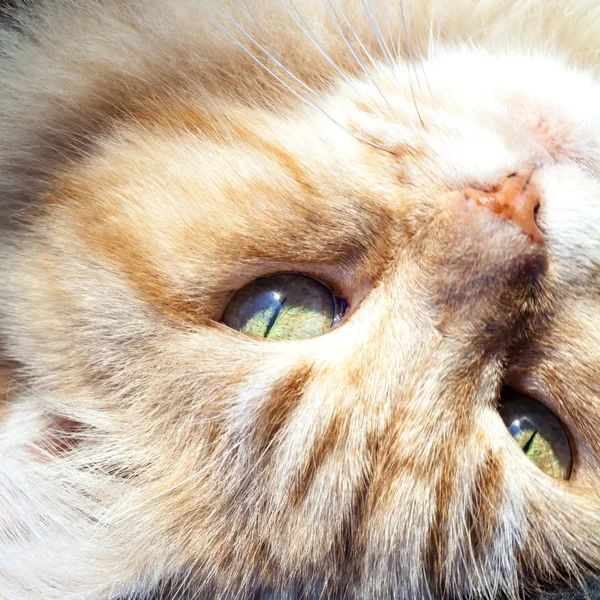 Close Up of Ginger and White Cat Head Upside Down