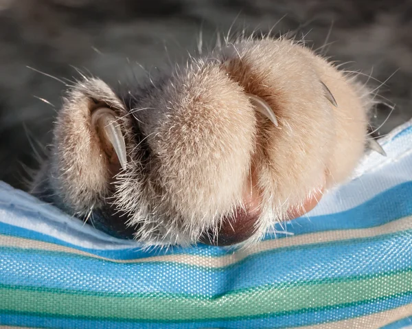Furry Cat Paw with Claws Extended on Striped Cloth
