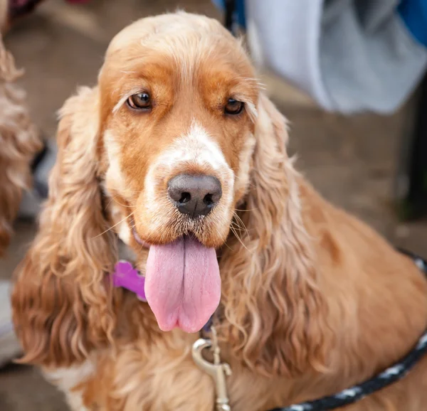 Red Cocker Spaniel Dog with Tongue Hanging Out